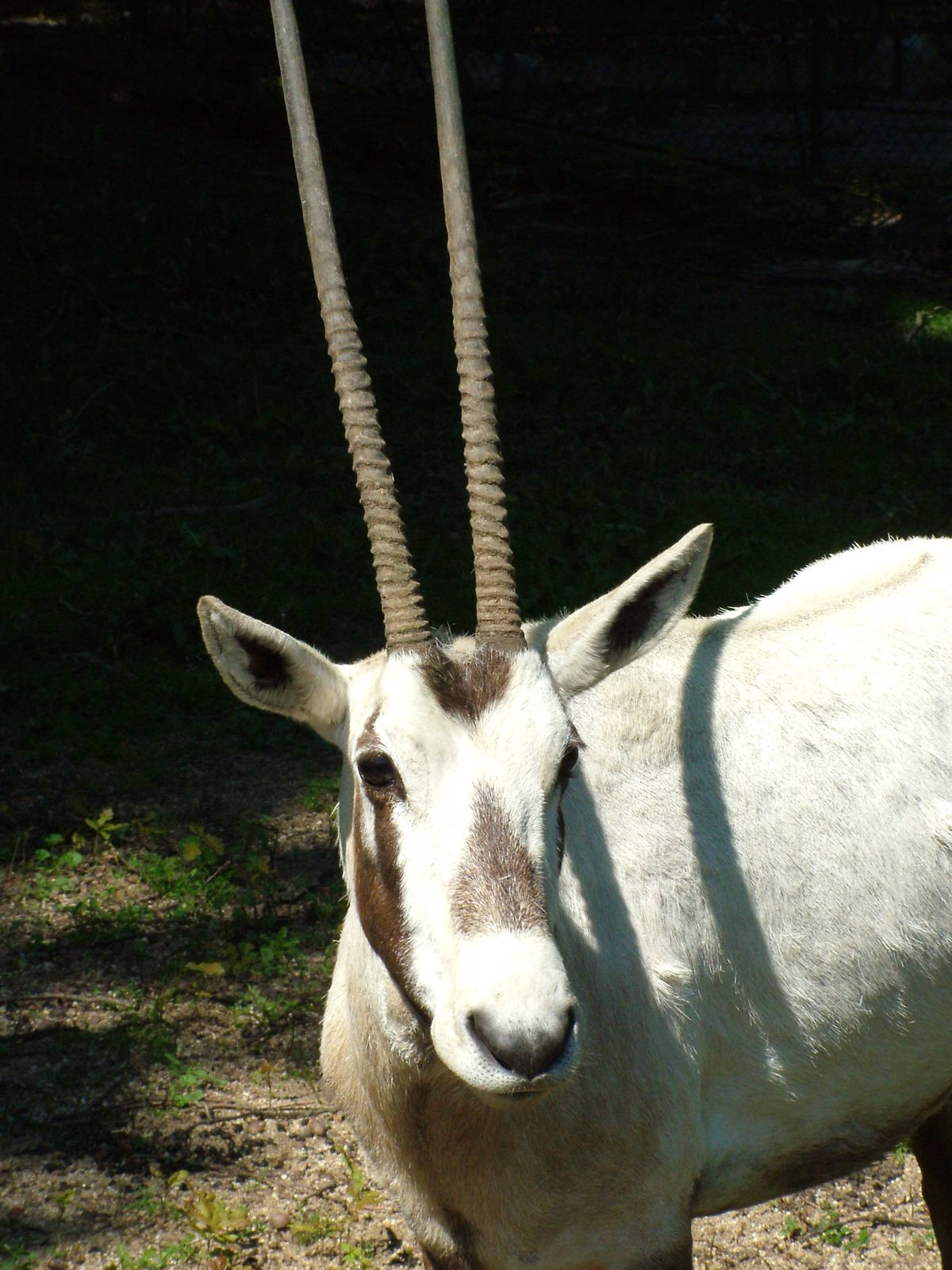 Arabian Oryx at Zlin, 28/05/10