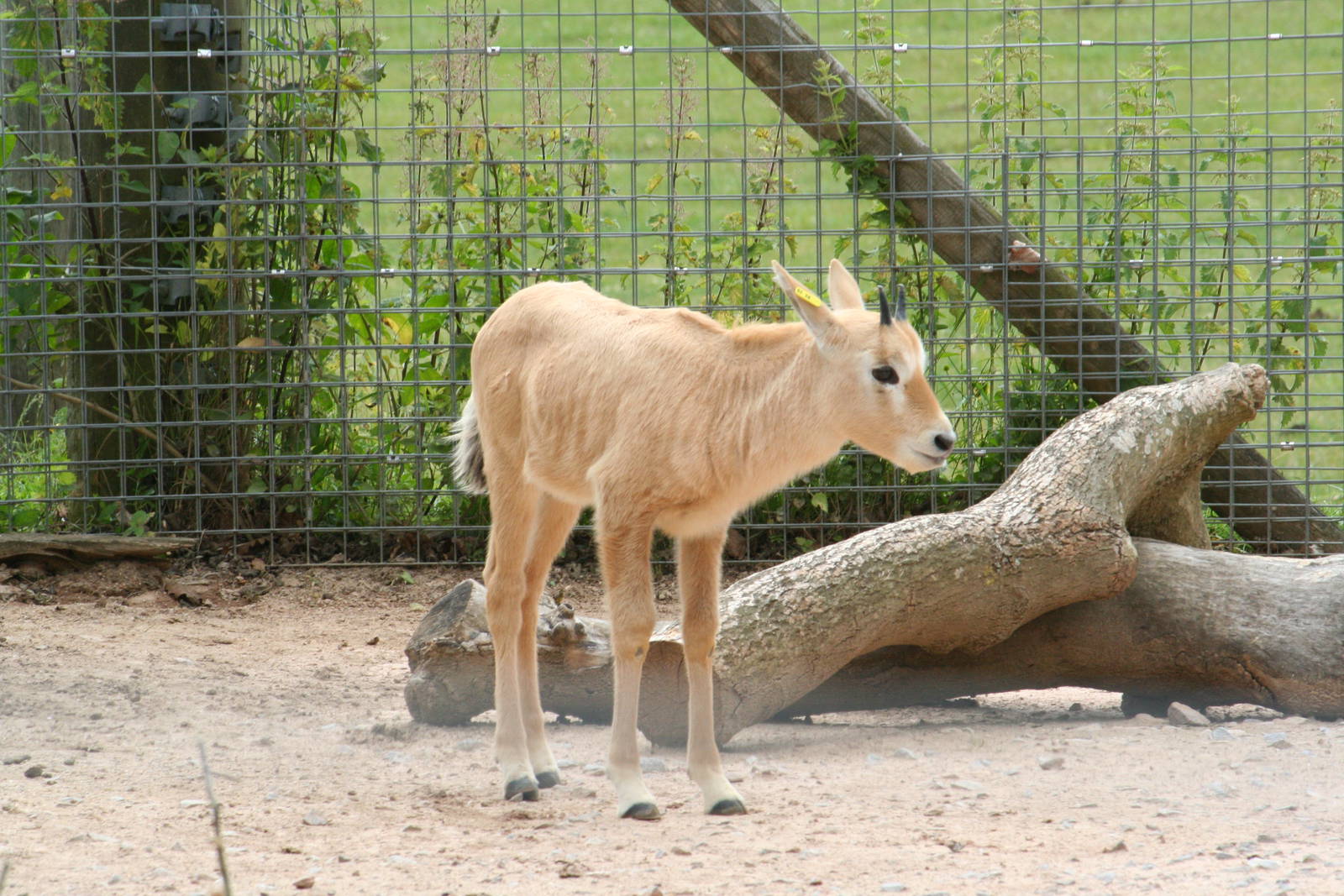 Arabian oryx calf