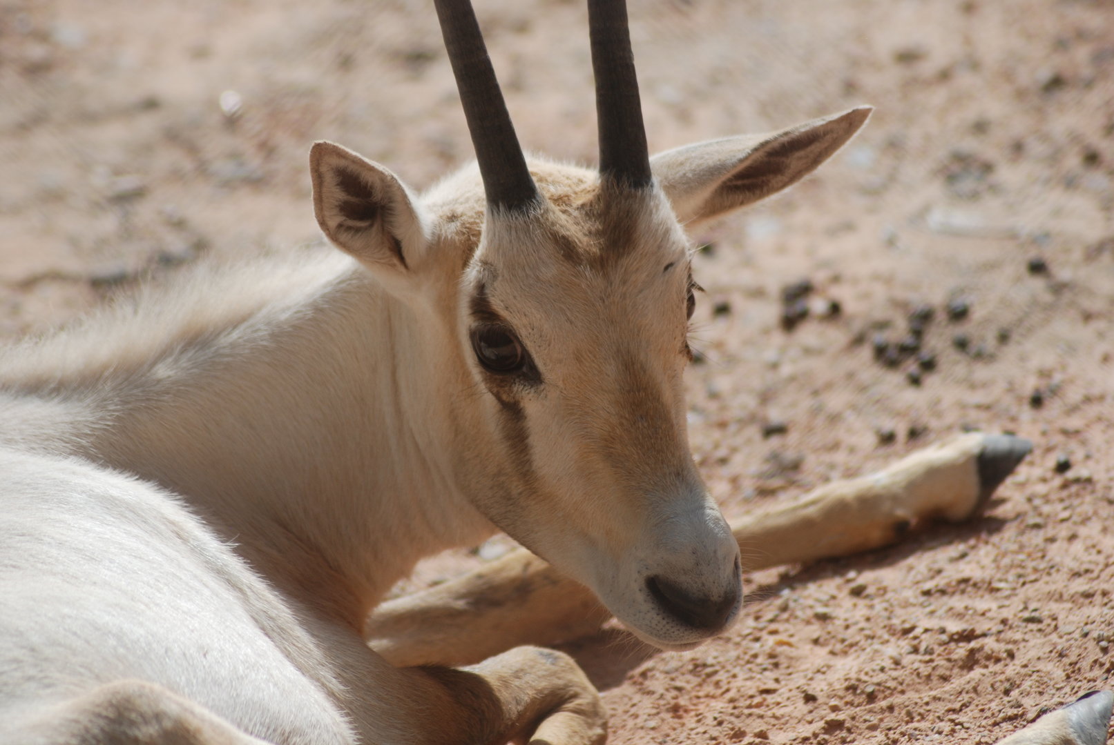 Arabian oryx calf