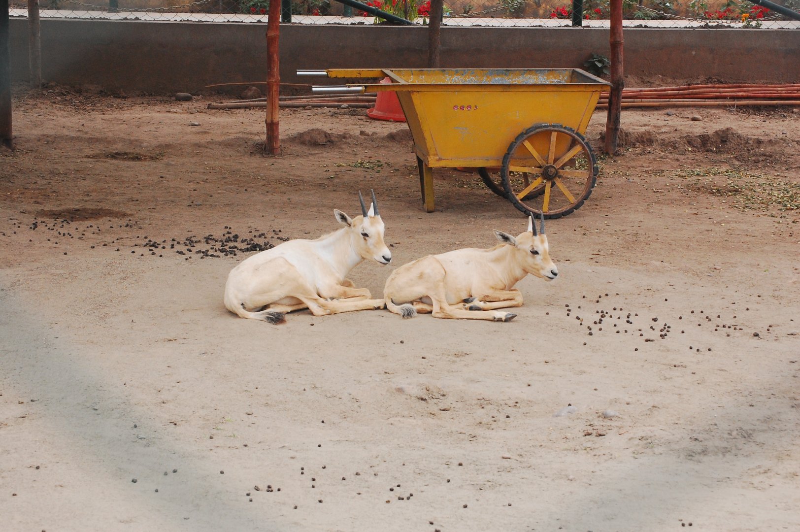 Arabian oryx calves - Peshawar zoo 6/23/2019