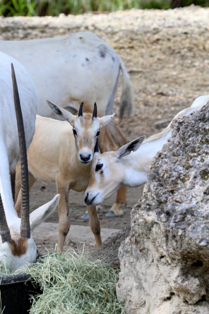 Arabian Oryx calves
