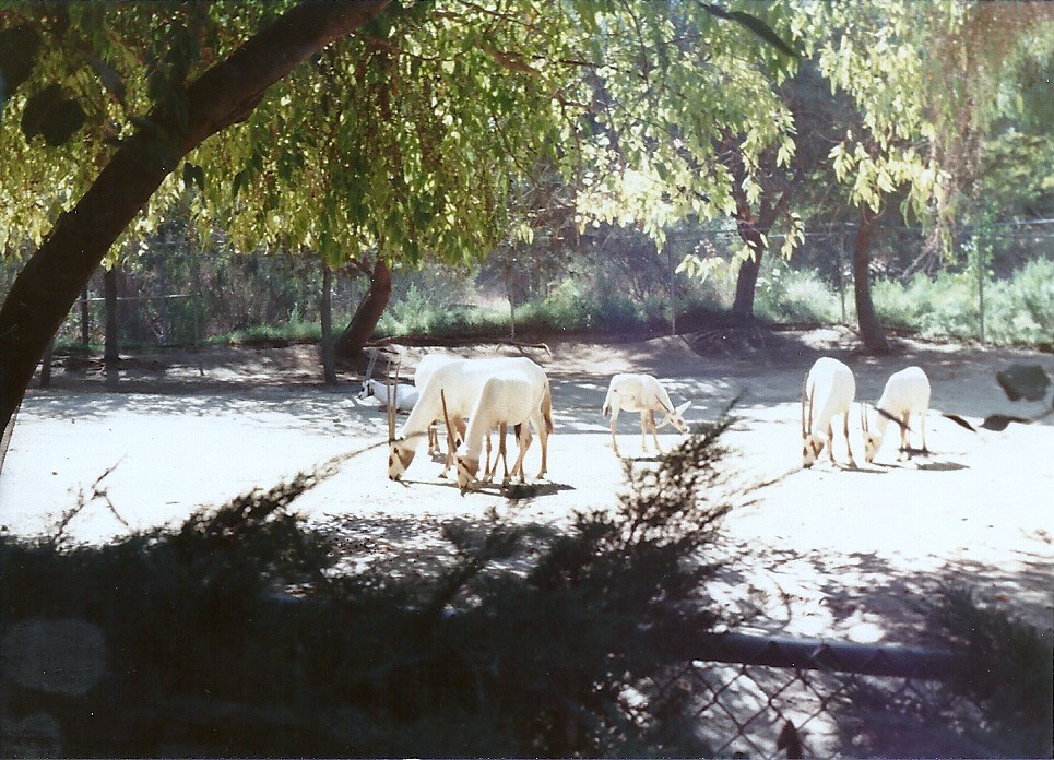 Arabian Oryx - Circa 1982
