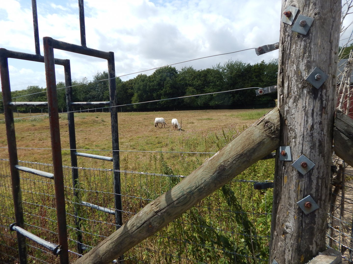 Arabian oryx enclosure 150725