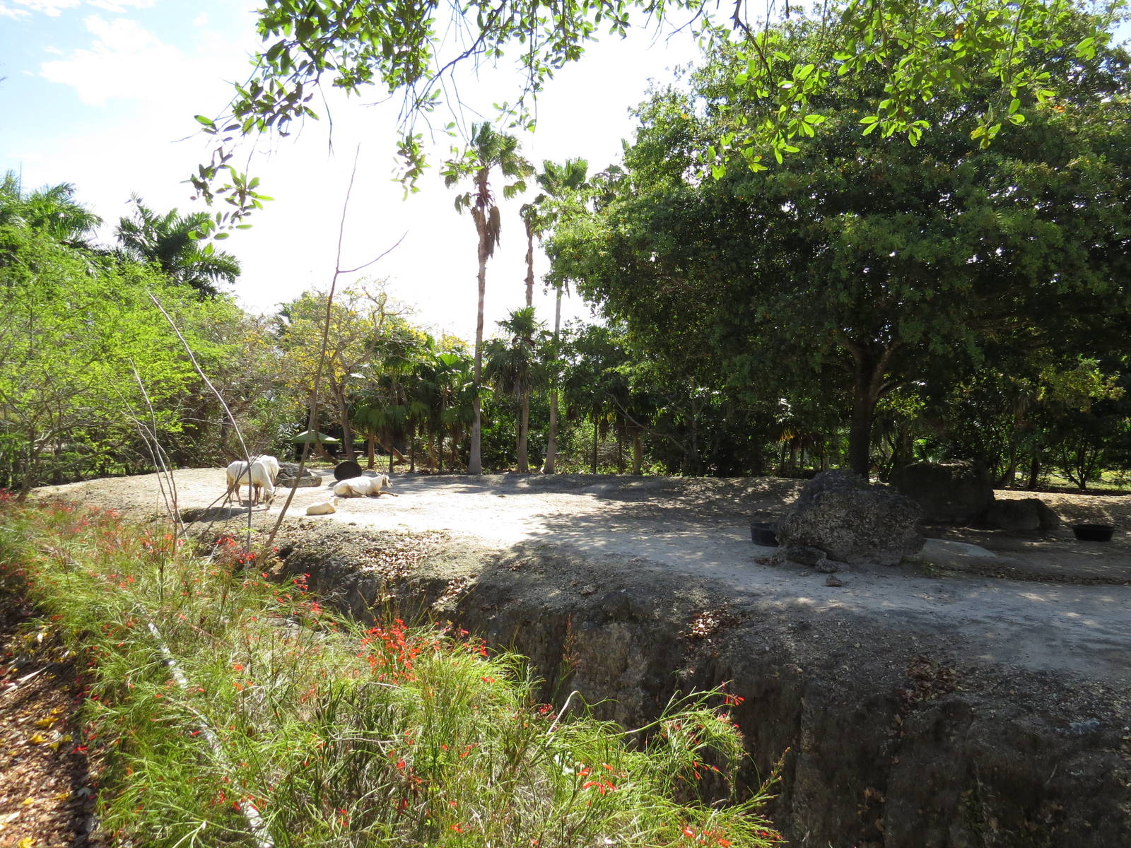 Arabian oryx enclosure, March 2015