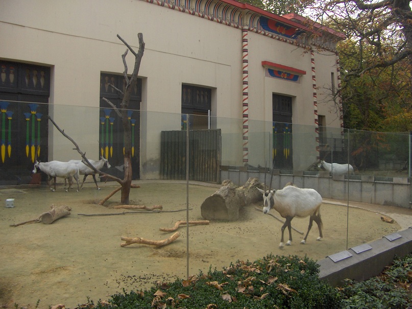 Arabian Oryx Enclosure