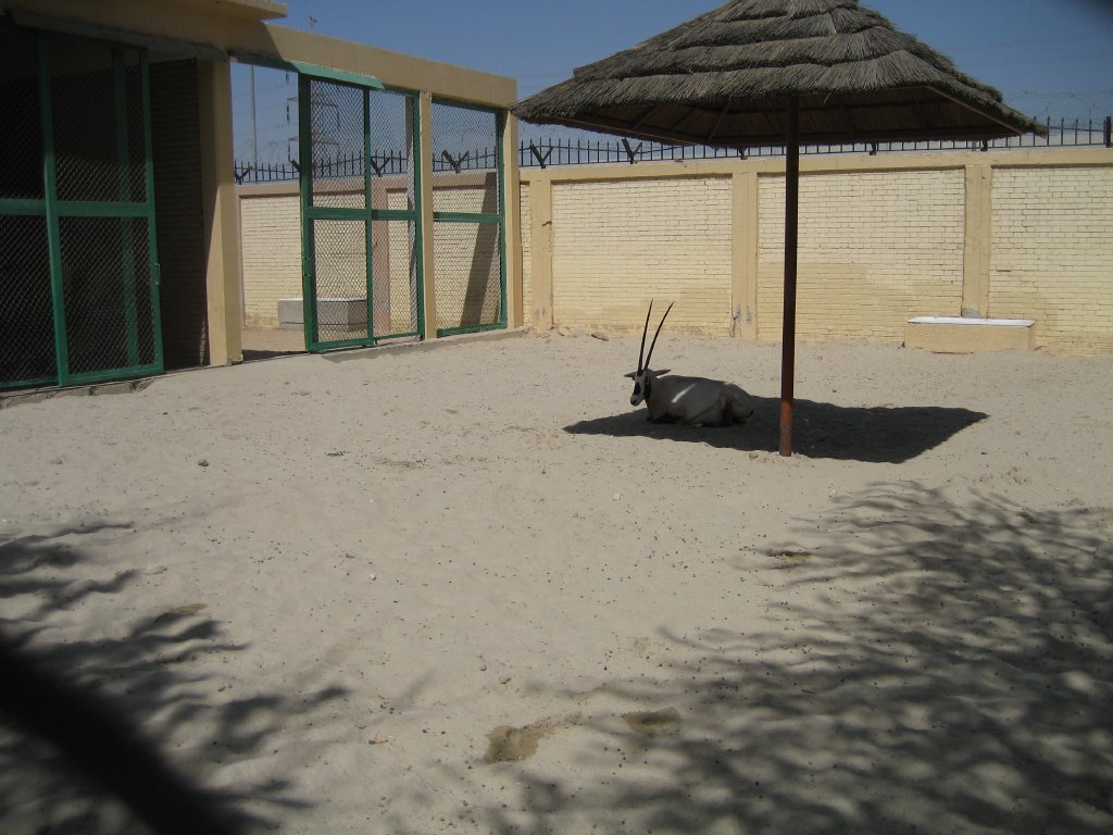 Arabian Oryx enclosure