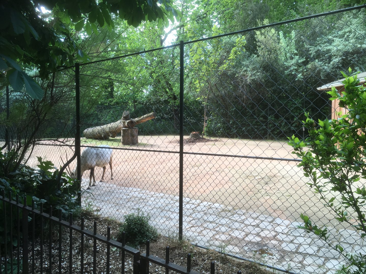 Arabian oryx enclosure