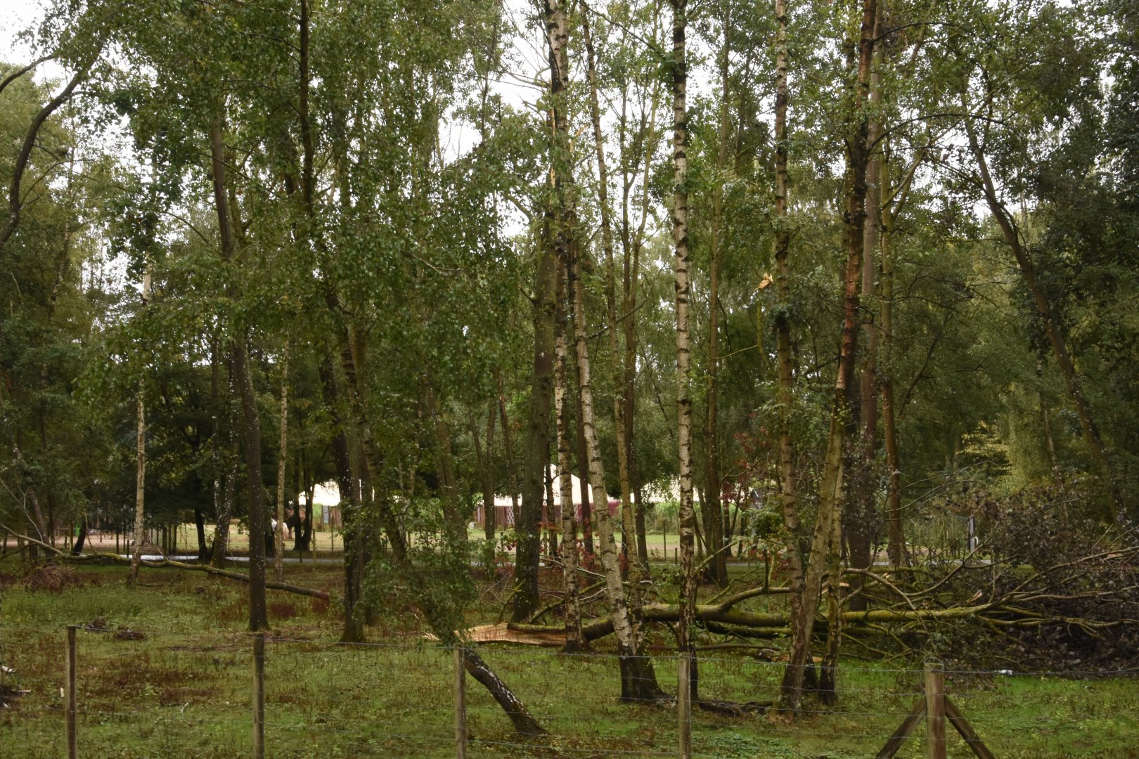 Arabian Oryx enclosure