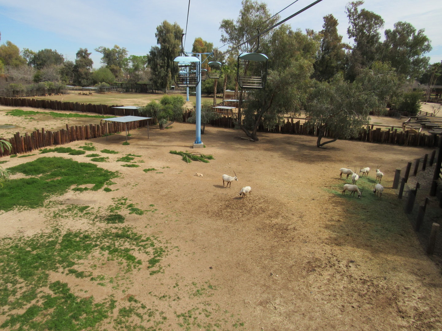 Arabian Oryx Exhibit from Sky Ride - 3/6/23