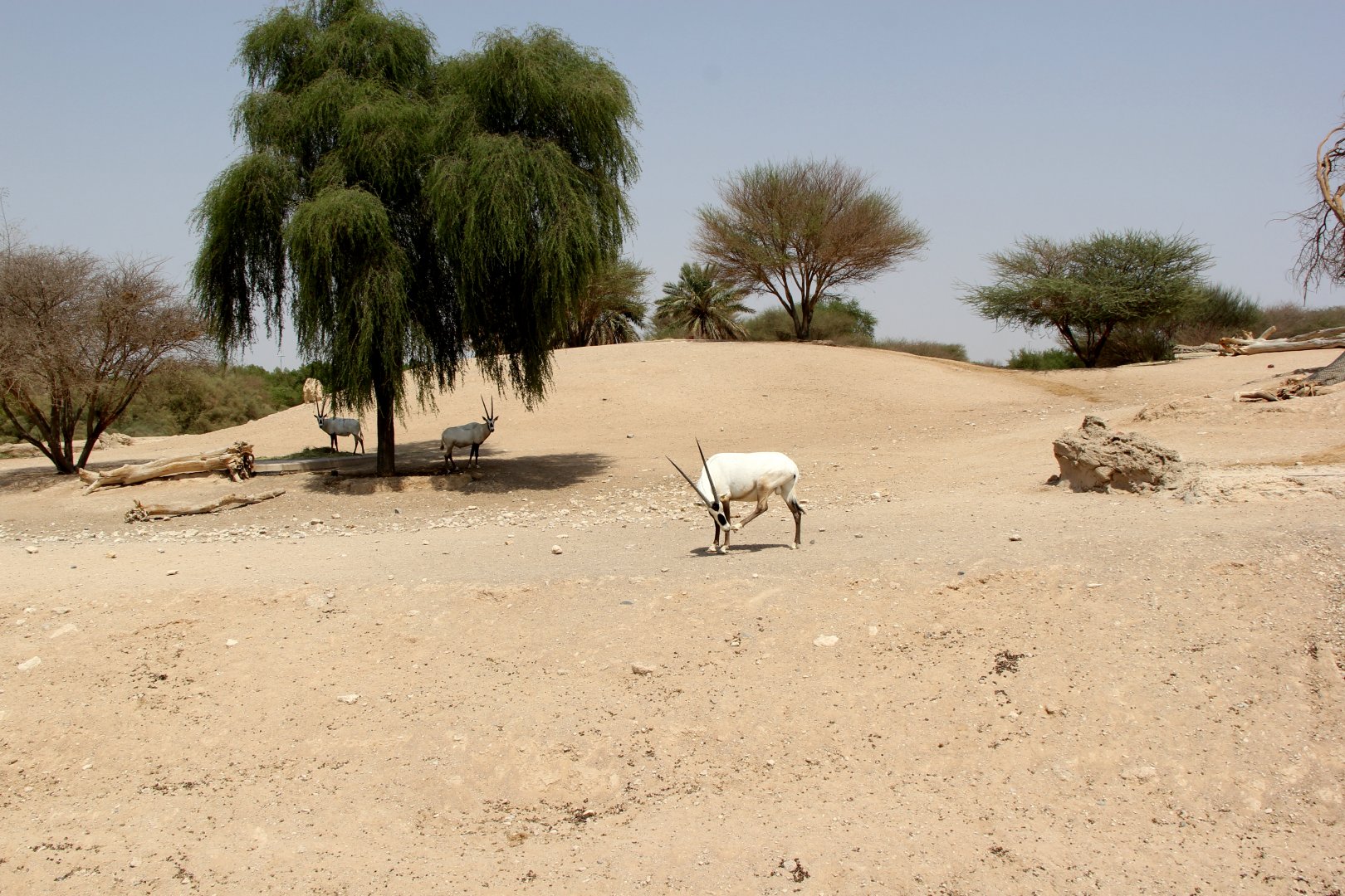 Arabian oryx exhibit (Oryx leucoryx)