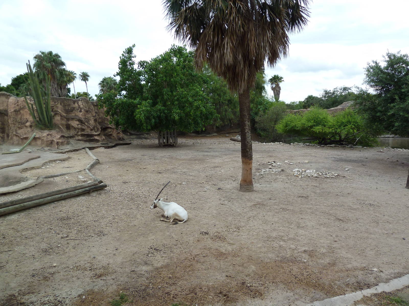Arabian Oryx Exhibit