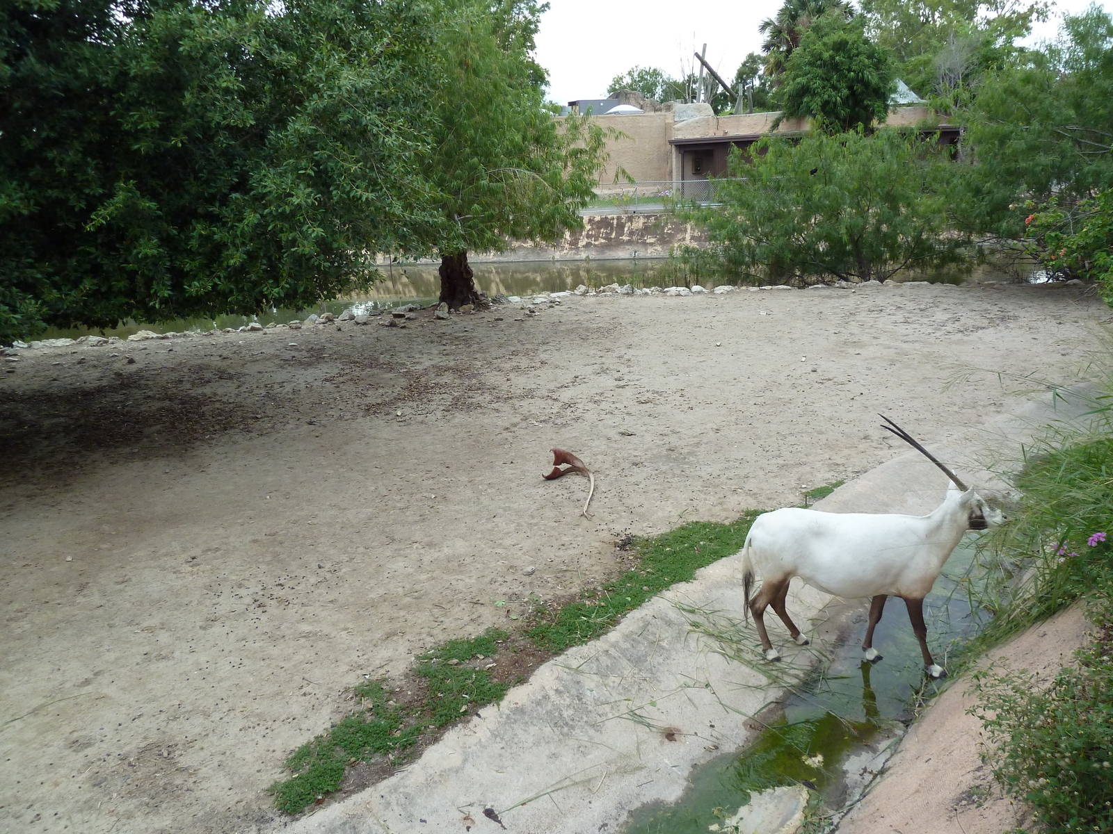 Arabian Oryx Exhibit