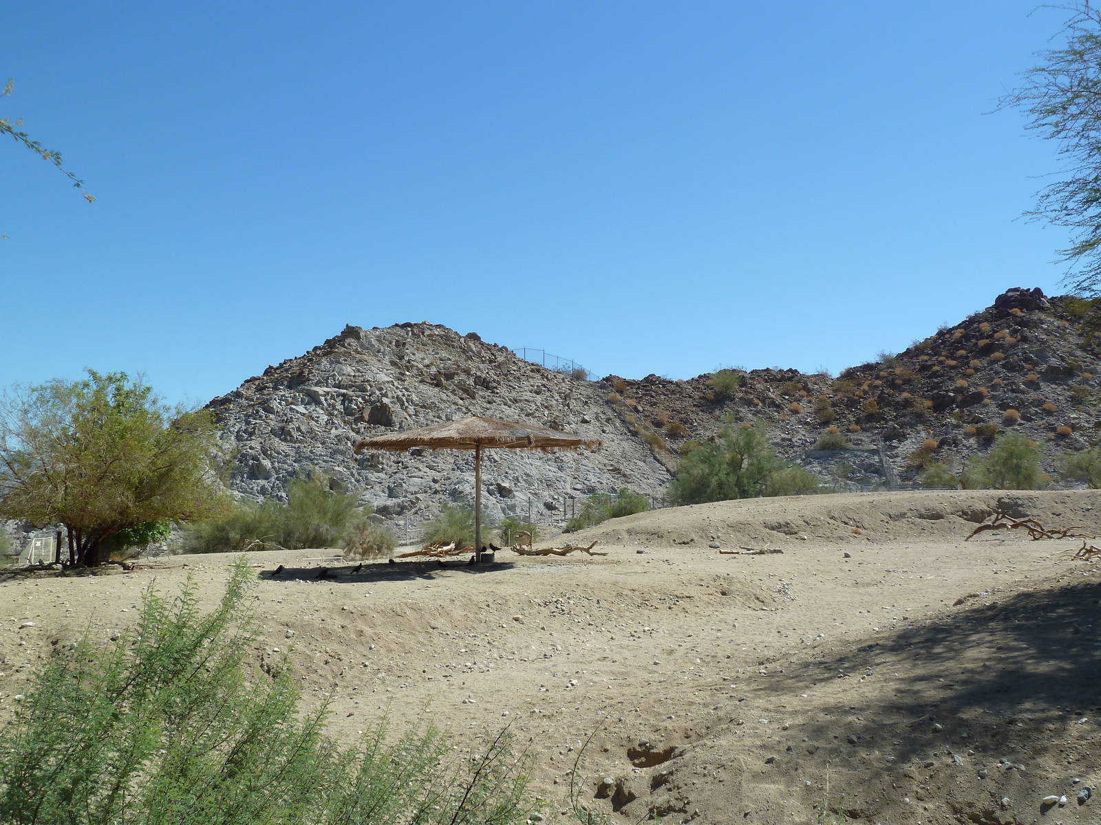 Arabian Oryx Exhibit