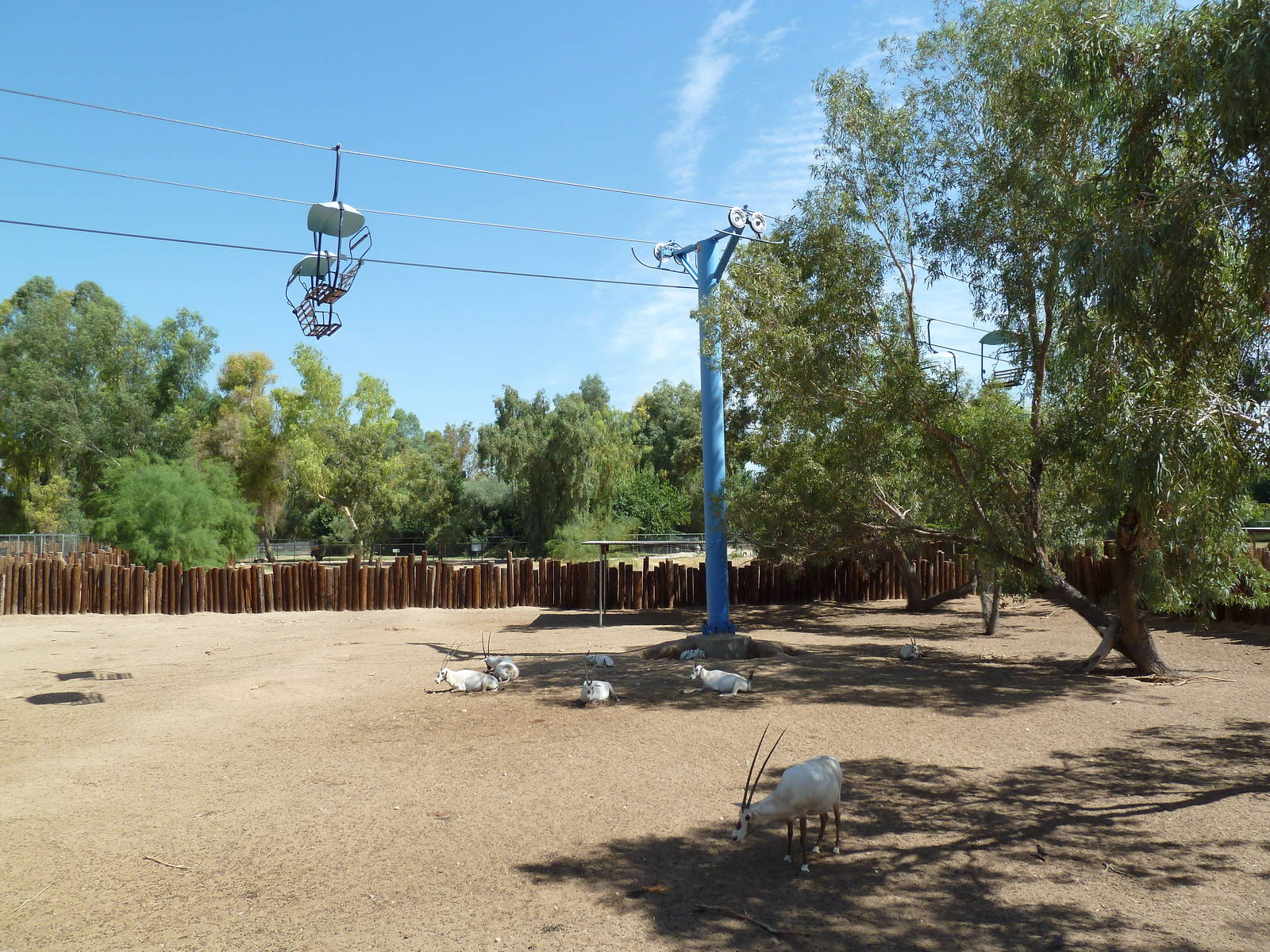 Arabian Oryx Exhibit