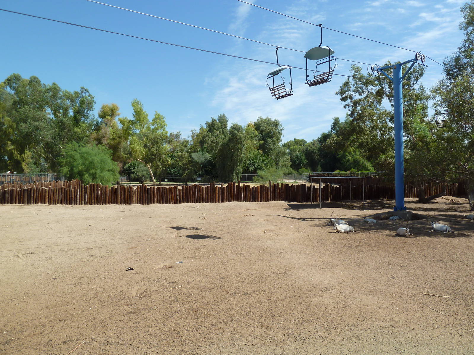 Arabian Oryx Exhibit
