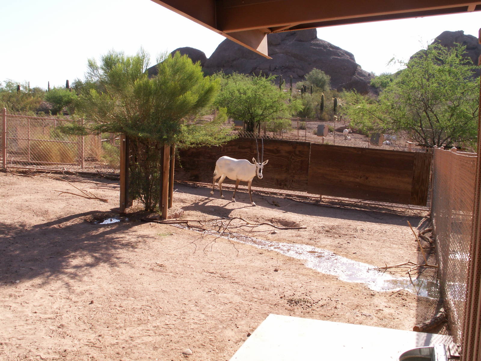 arabian oryx exhibit