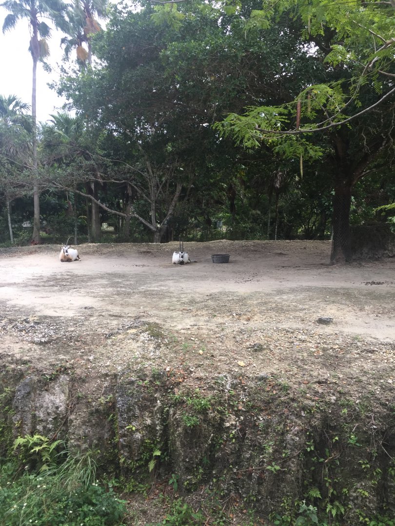 Arabian Oryx Exhibit