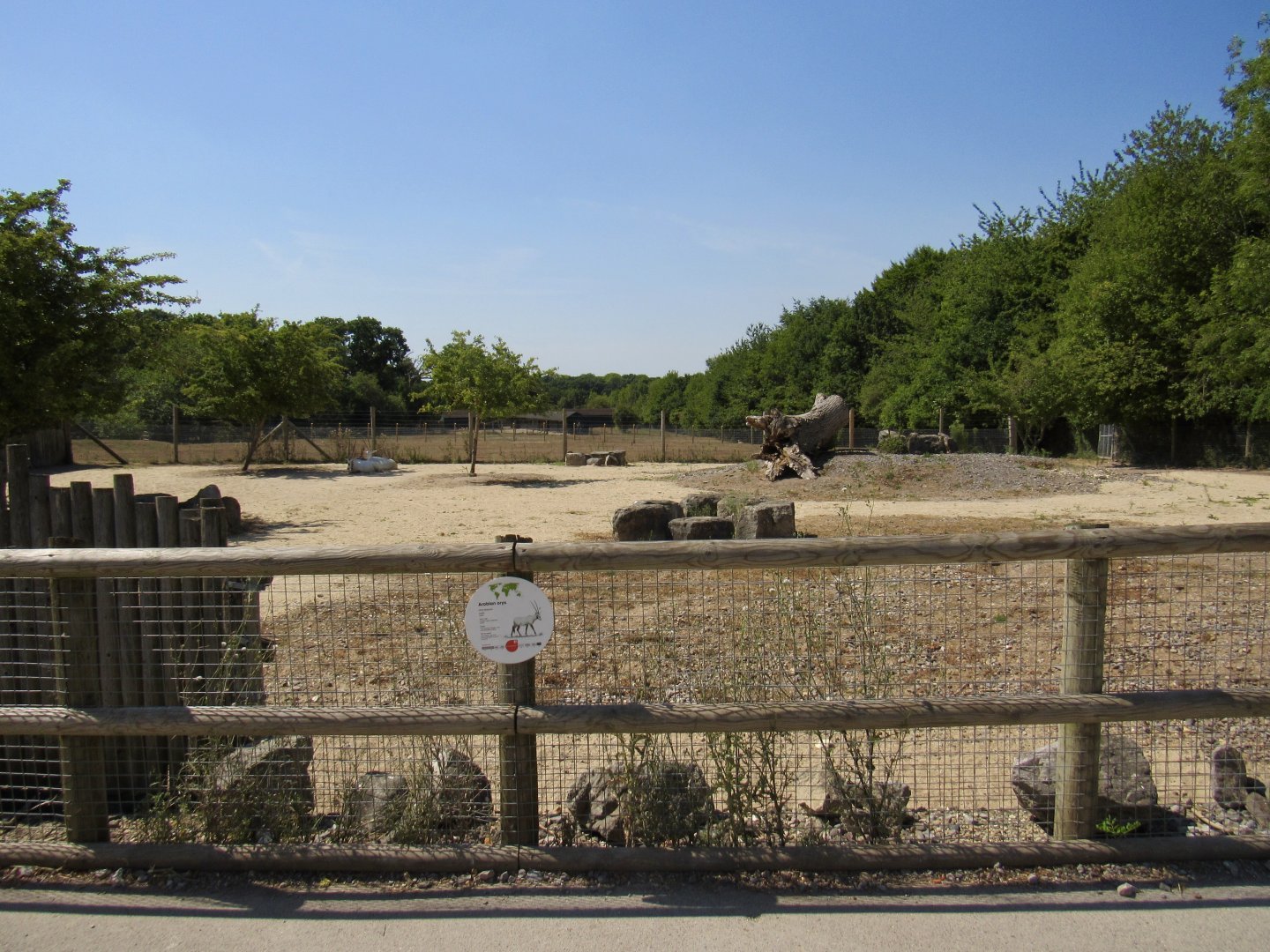 Arabian Oryx Exhibit
