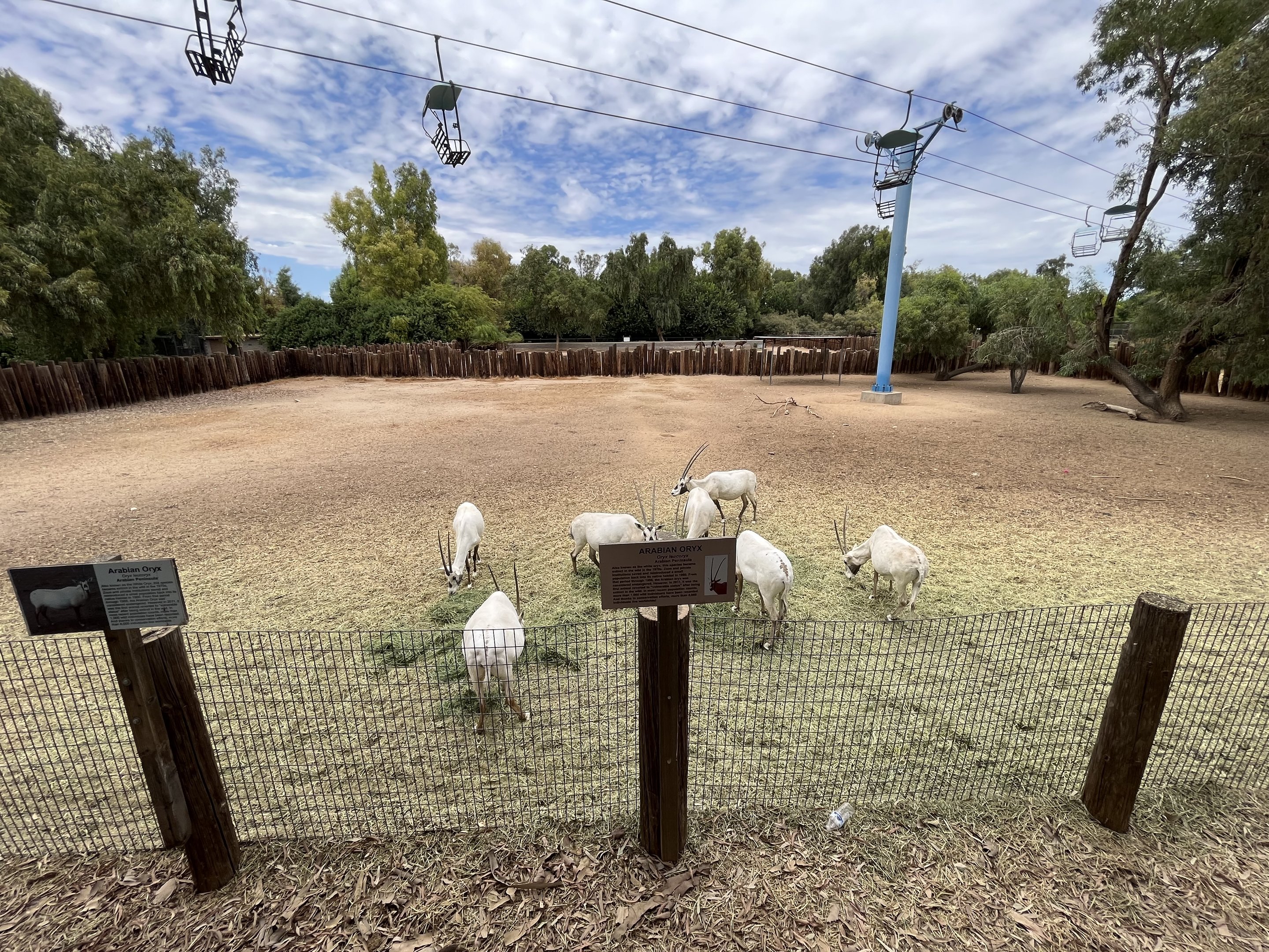 Arabian Oryx Exhibit