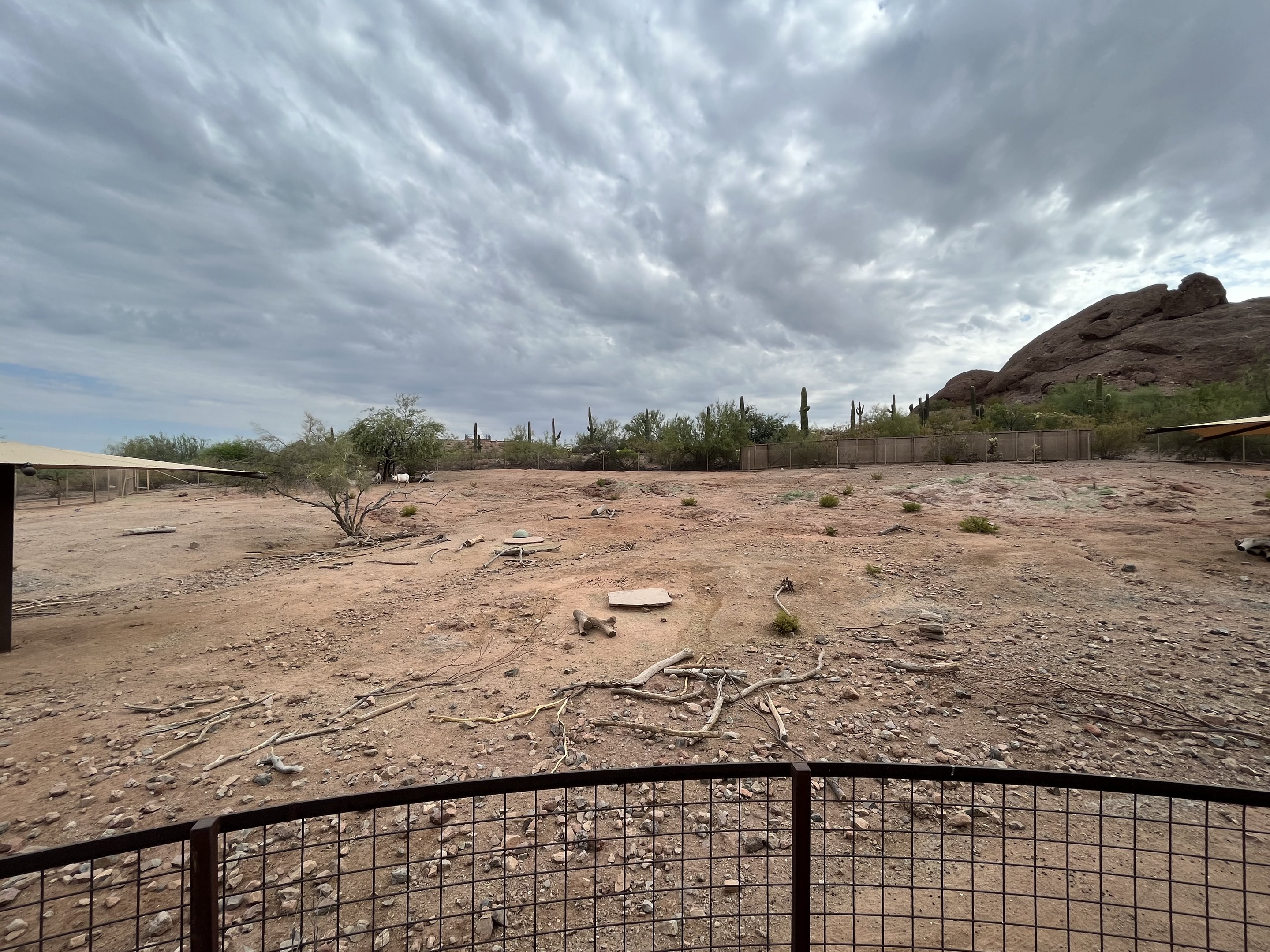 Arabian Oryx Exhibit
