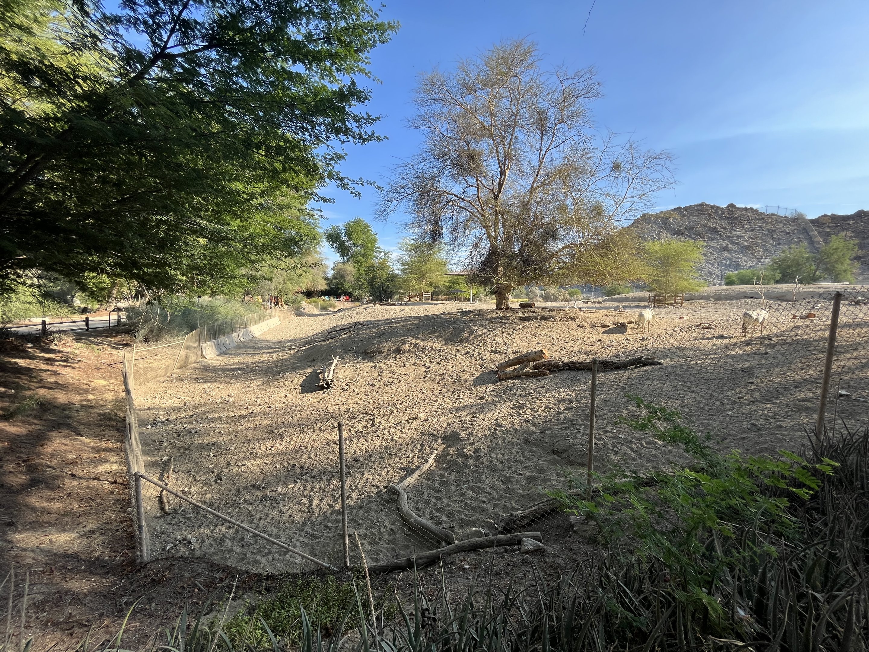 Arabian Oryx Exhibit