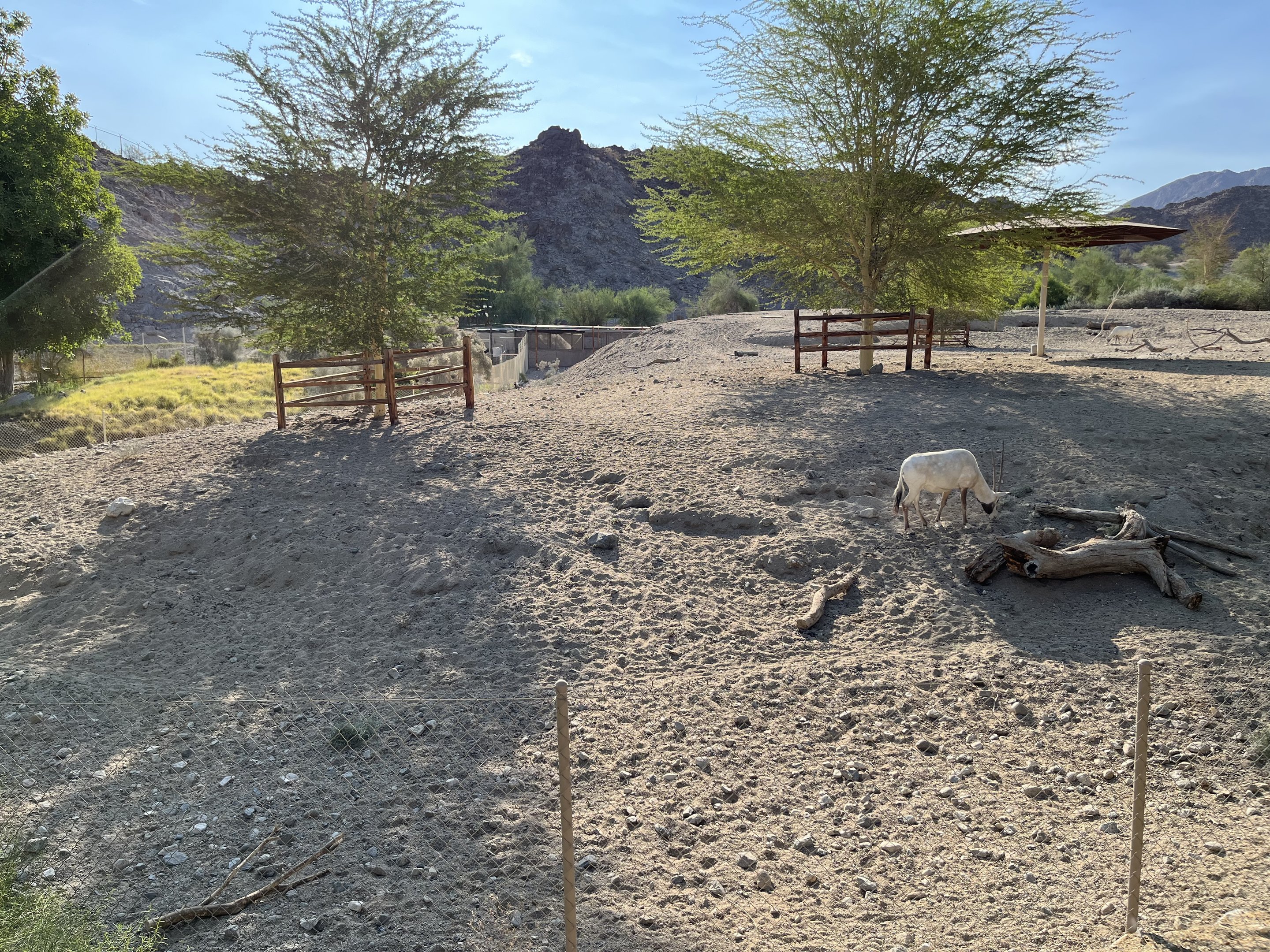 Arabian Oryx Exhibit