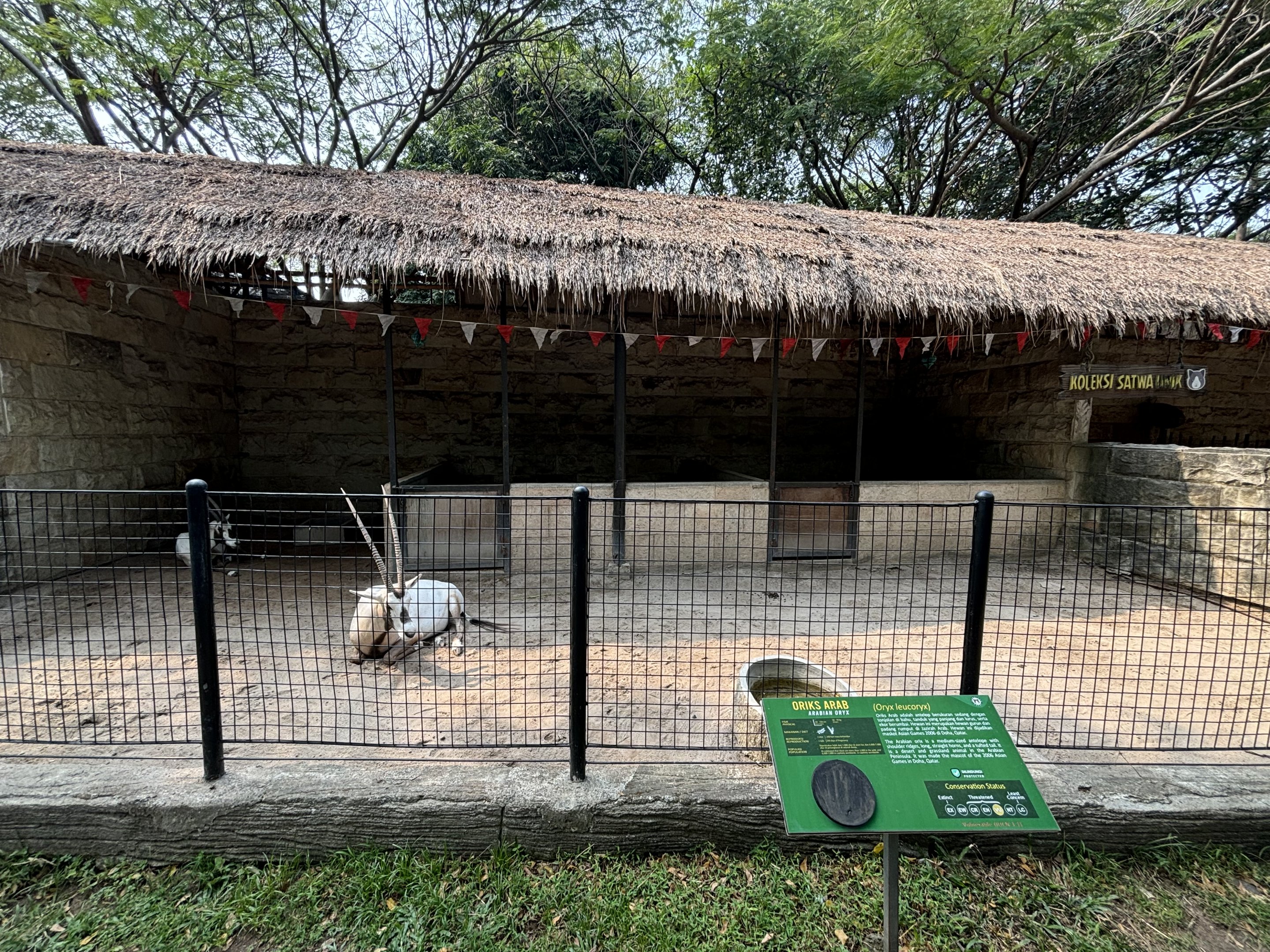 Arabian Oryx Exhibit