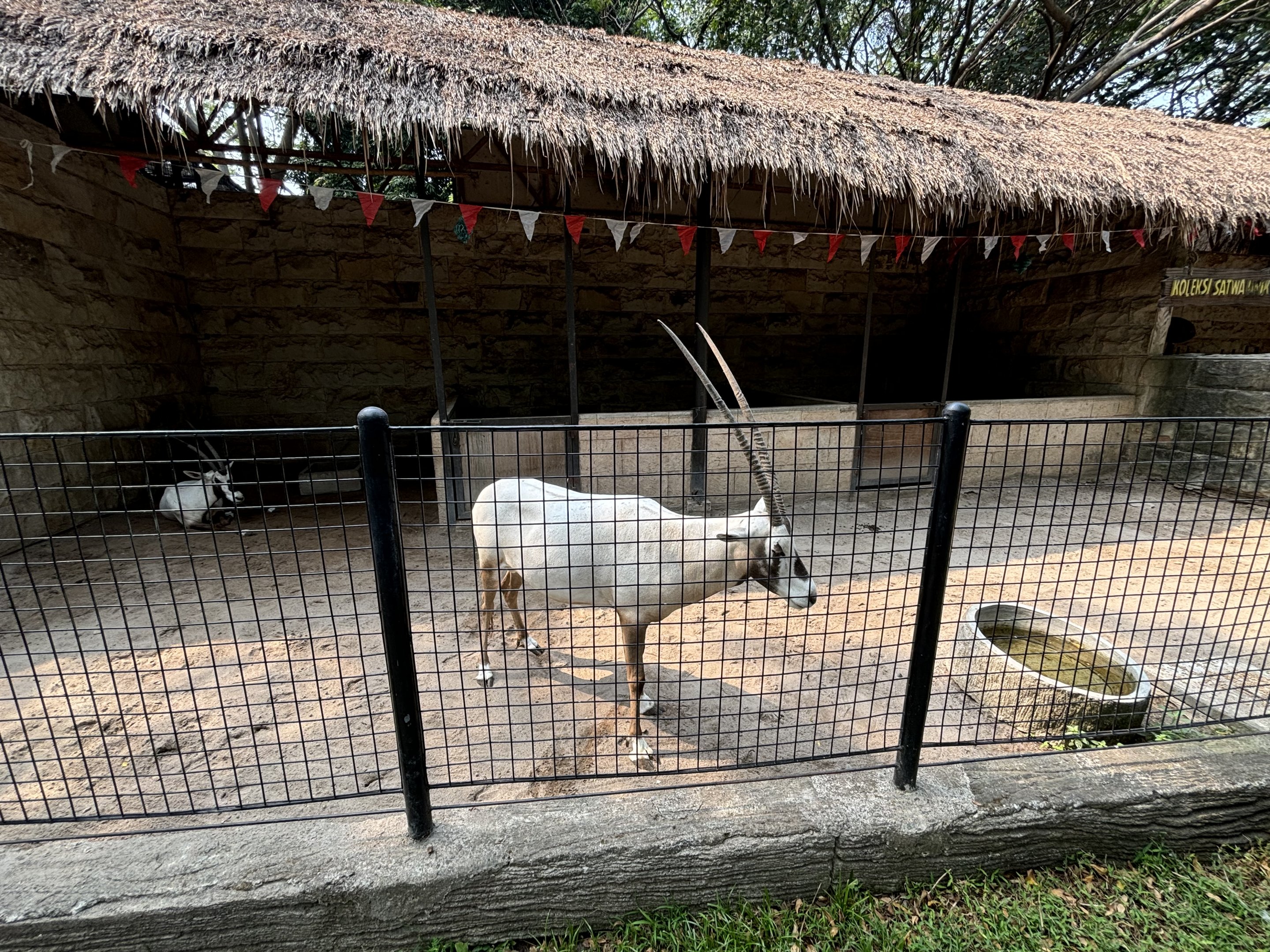 Arabian Oryx Exhibit
