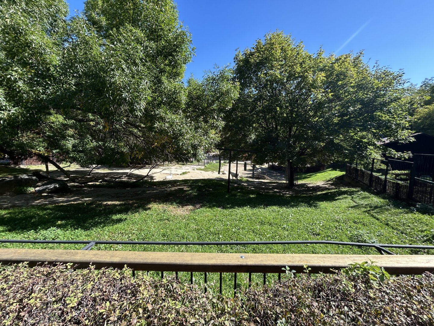 Arabian Oryx Exhibit