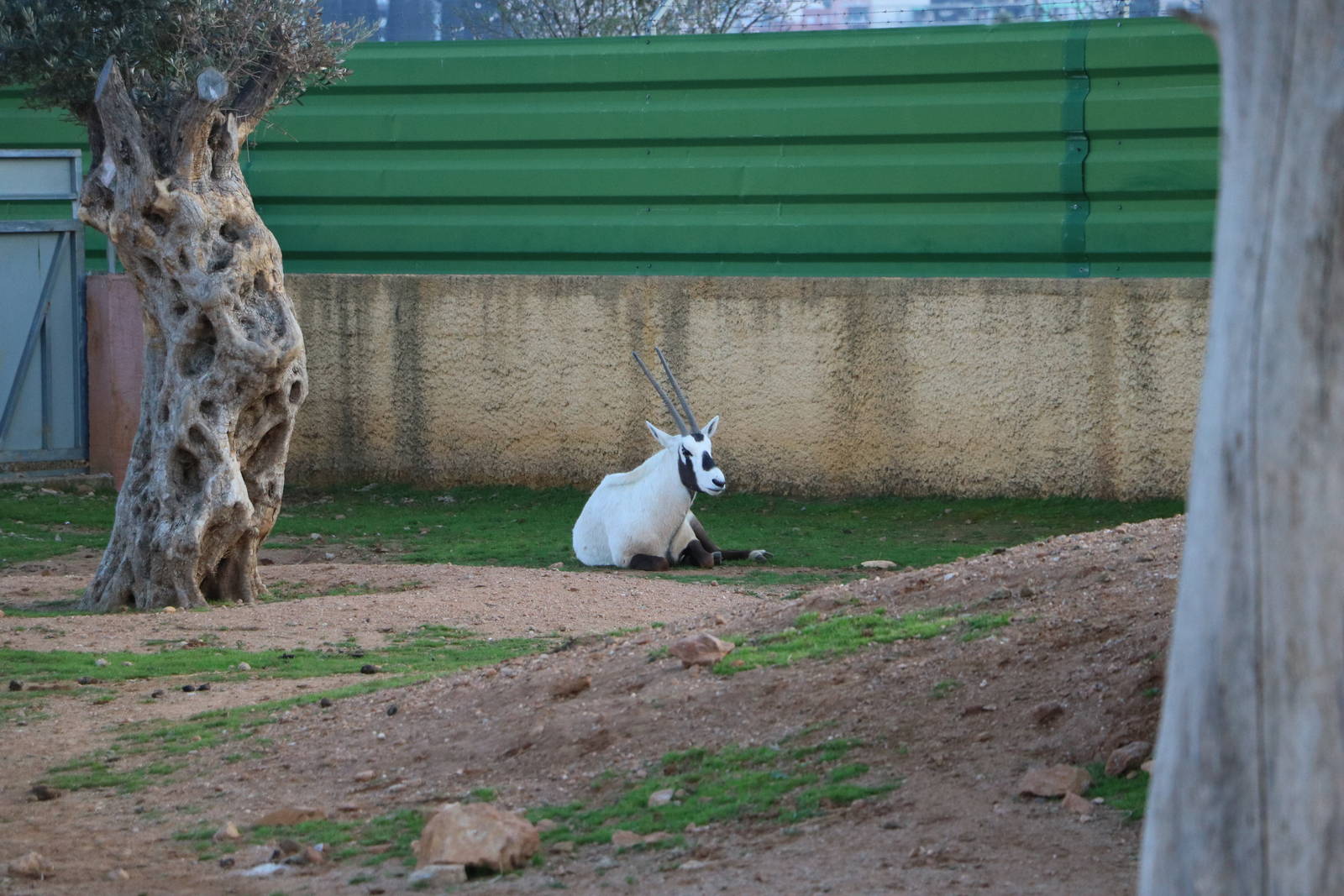 Arabian oryx, February 2016