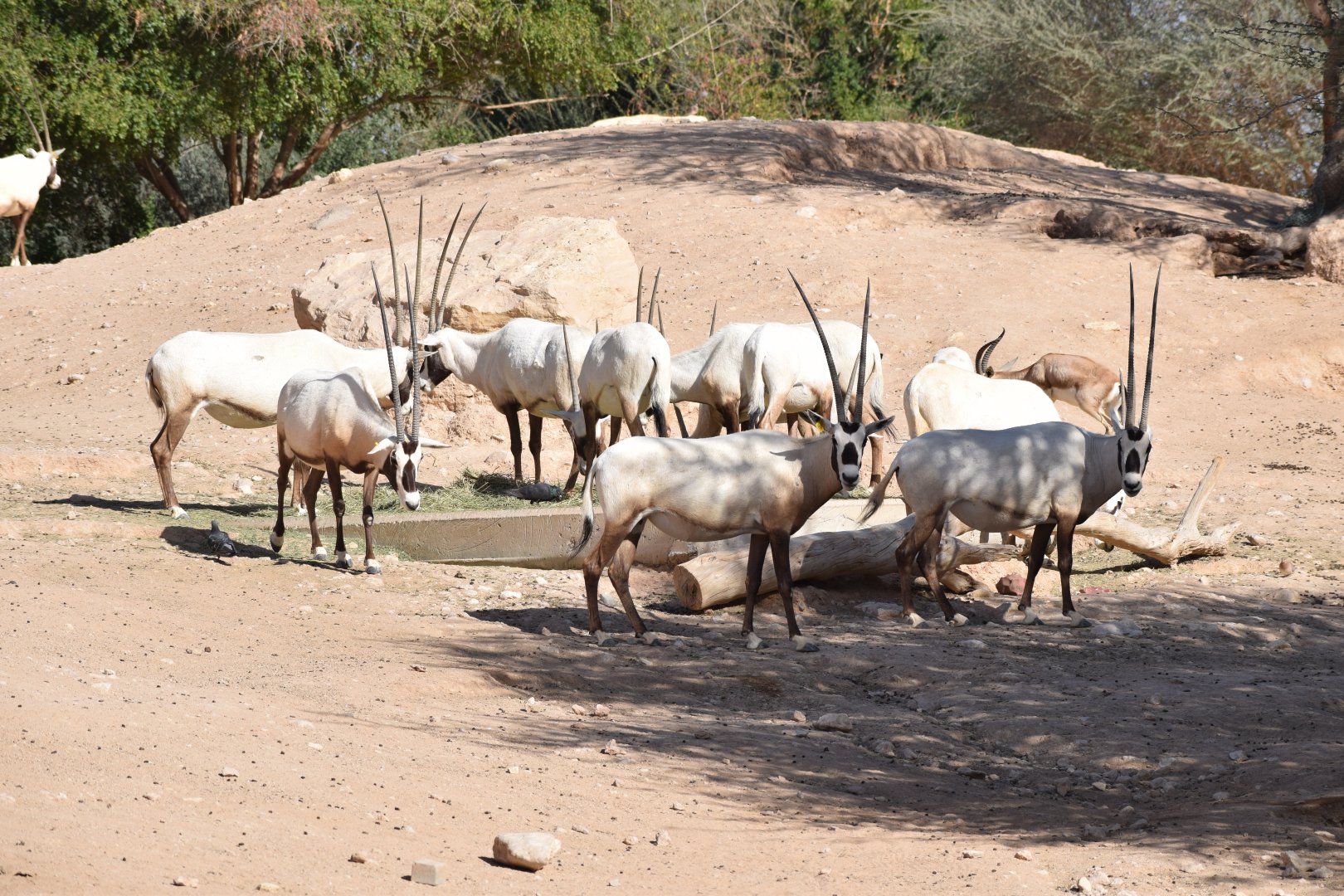 Arabian oryx - February 2023