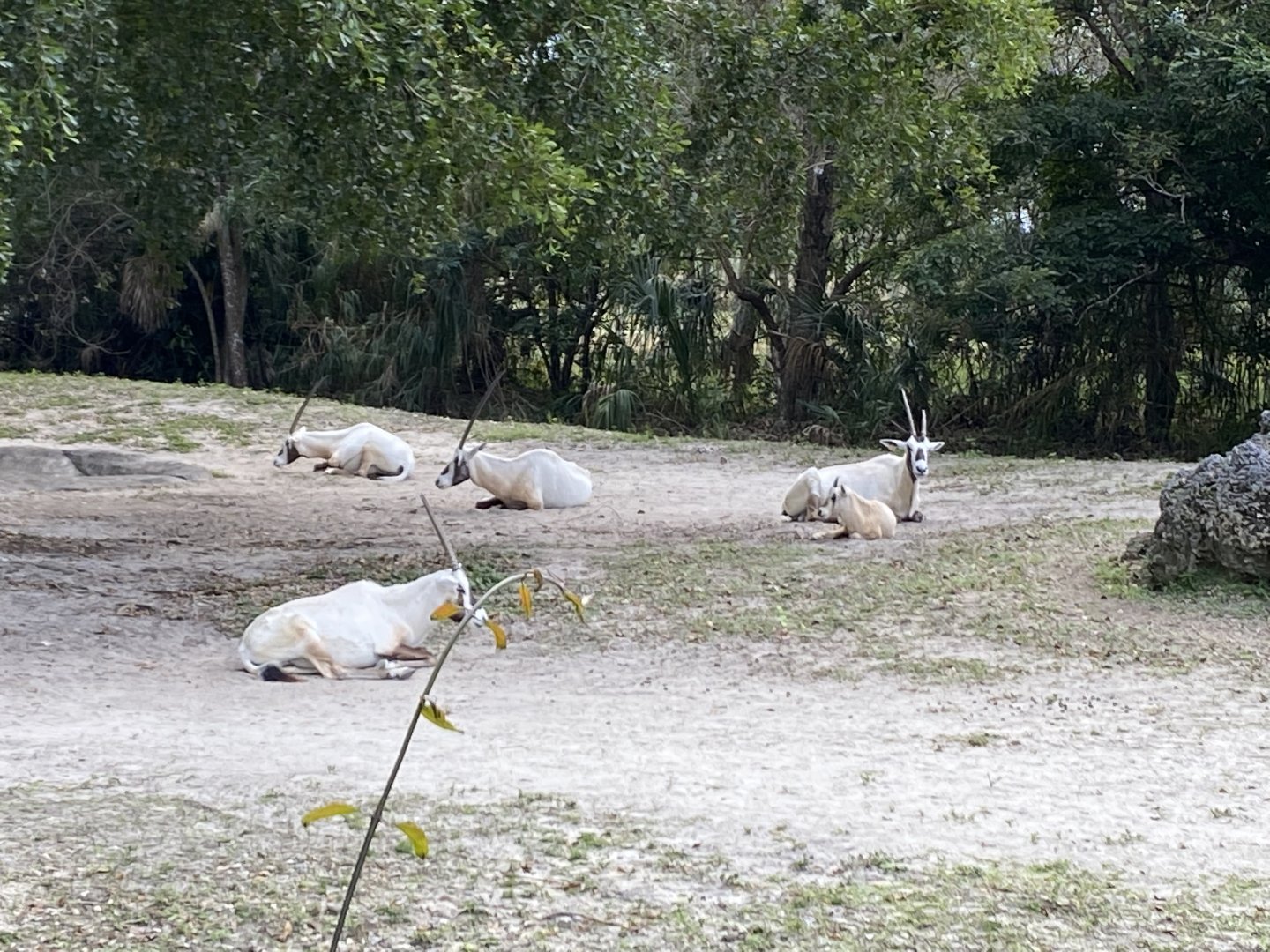 Arabian Oryx Group including Calf