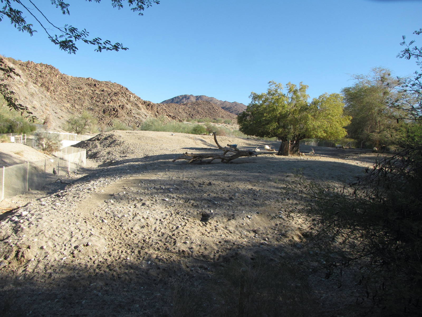 Arabian Oryx Habitat