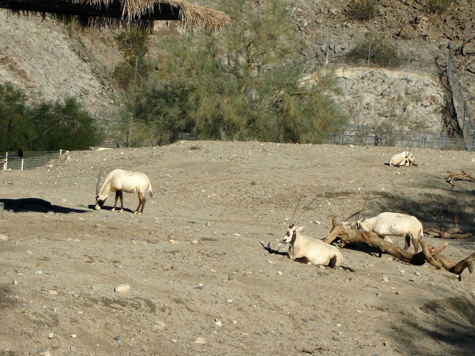 Arabian Oryx Habitat