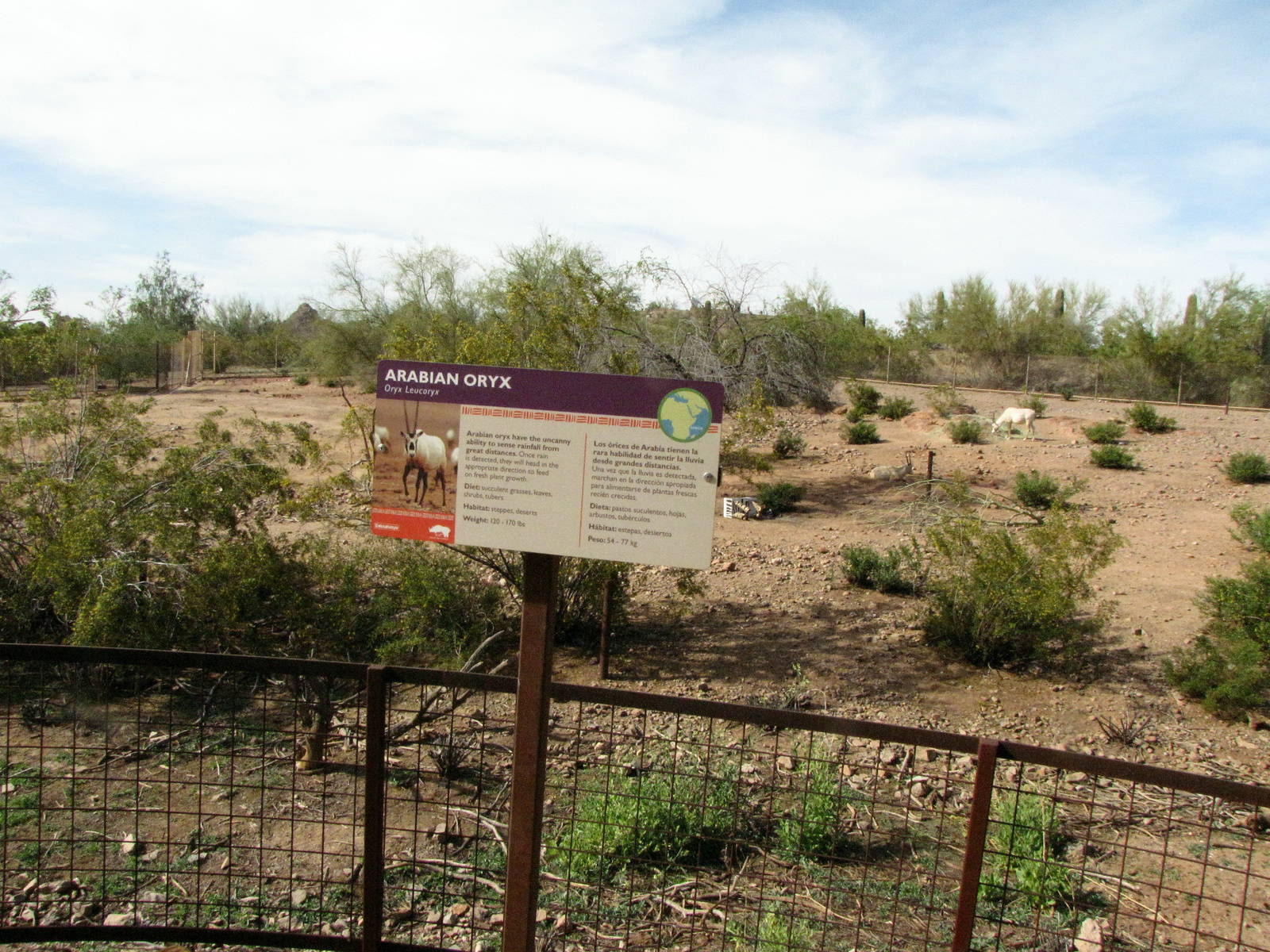 Arabian Oryx Habitat