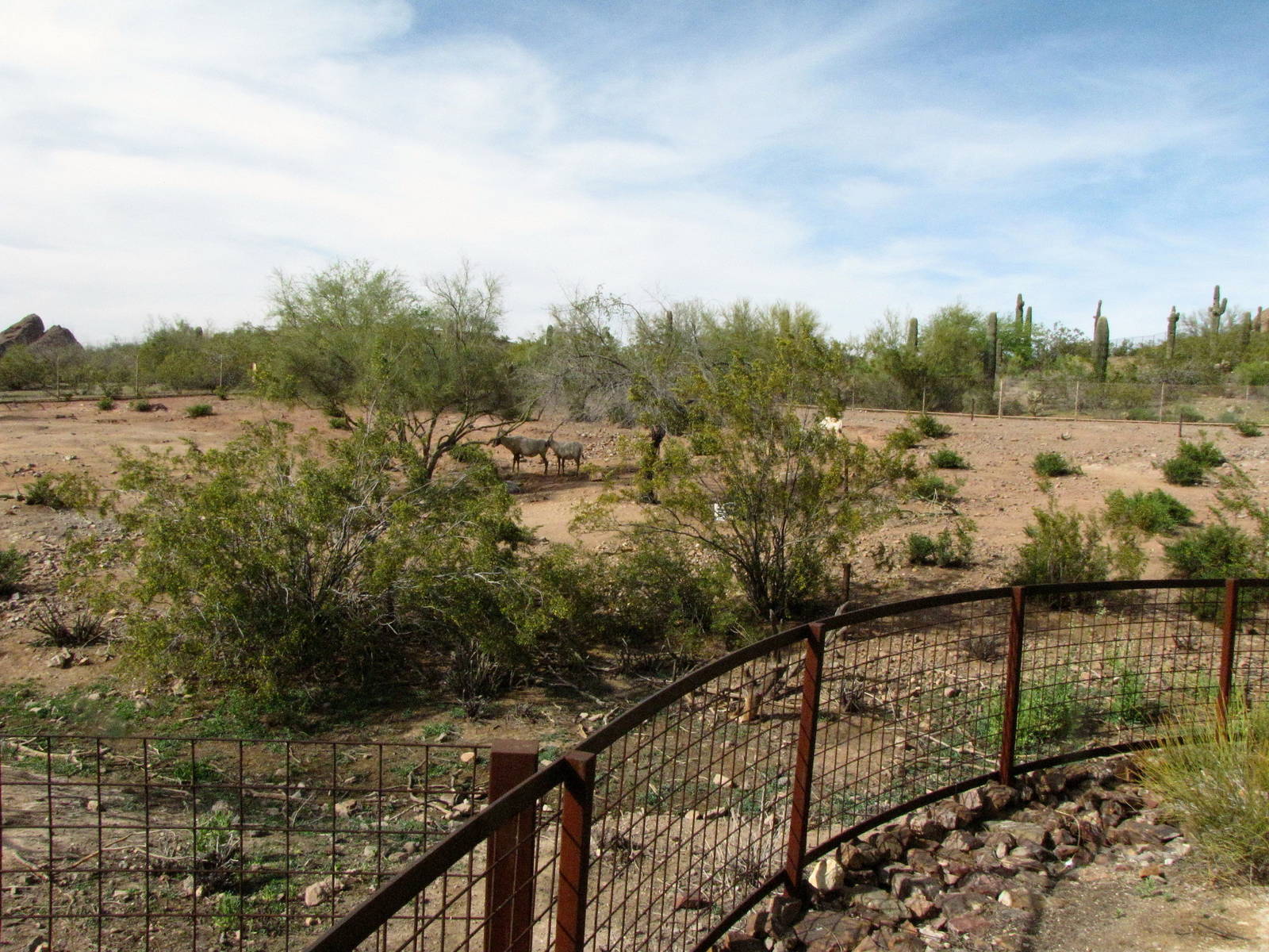 Arabian Oryx Habitat