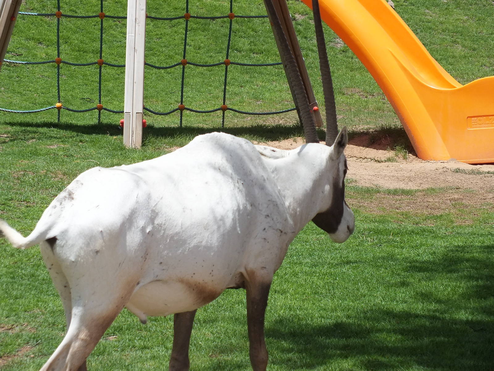 Arabian Oryx in a playground!
