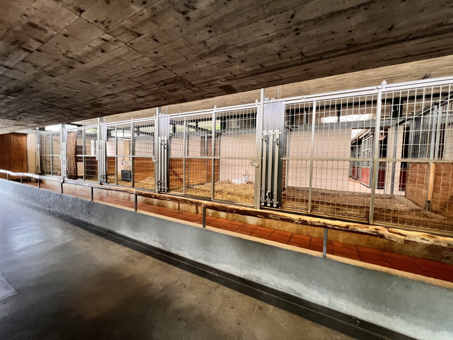 Arabian Oryx Indoor Exhibit