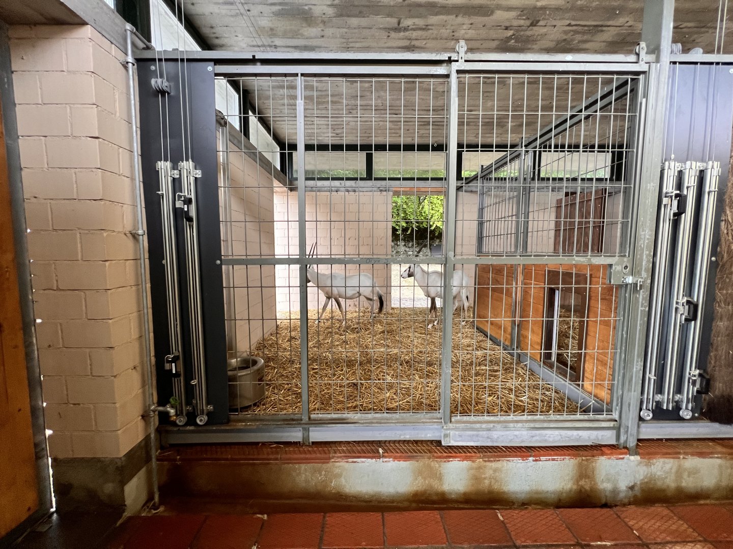 Arabian Oryx Indoor Exhibit