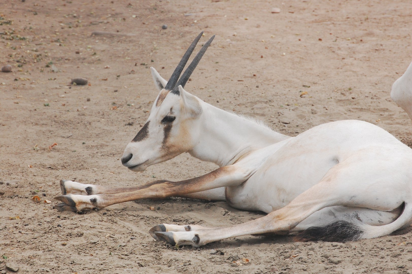 Arabian oryx juvenile - Peshawar zoo 6/23/2019