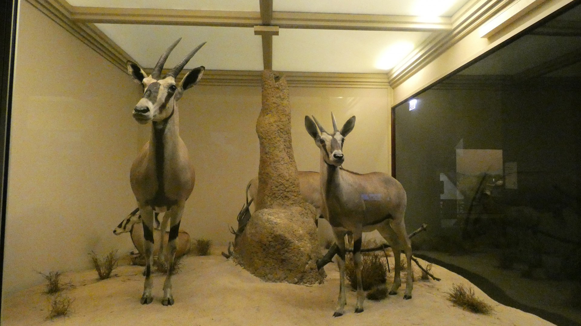 Arabian Oryx, Mammals of Africa - Feb. 2022