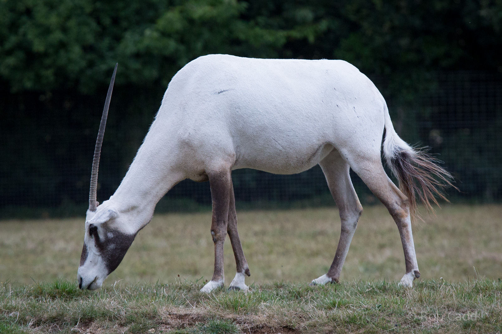 Arabian oryx : Marwell : 08 Aug 2014