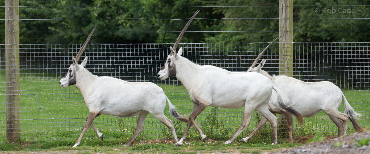 Arabian oryx : Marwell : 29 Jul 2016