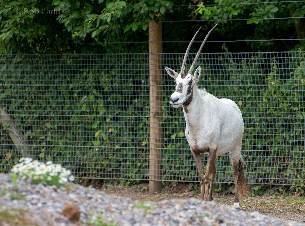 Arabian oryx : Marwell : 29 Jul 2016