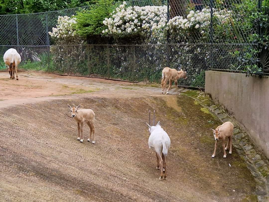 Arabian Oryx offspring