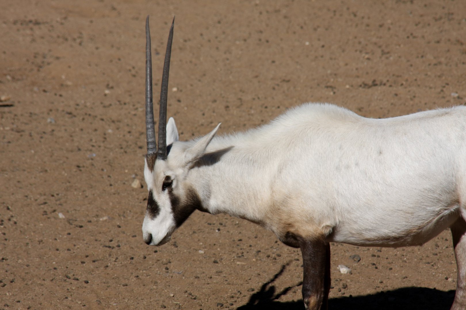 Arabian oryx or white oryx (Oryx leucoryx) 2010