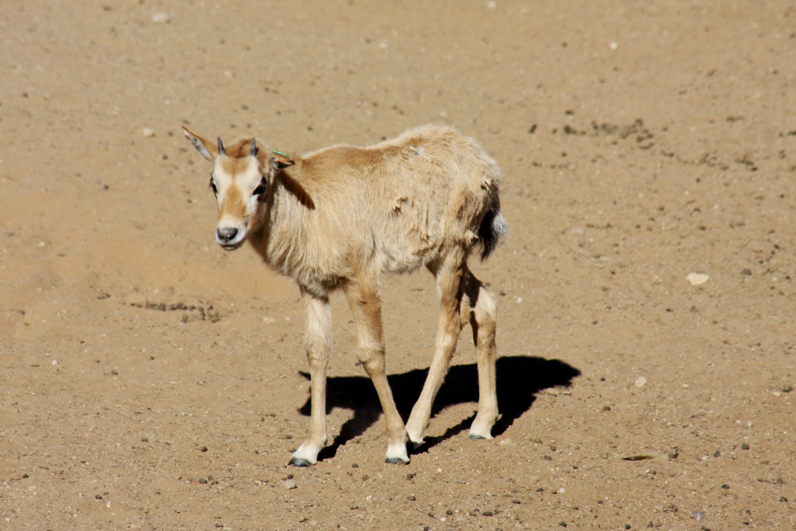 Arabian oryx or white oryx (Oryx leucoryx) 2010
