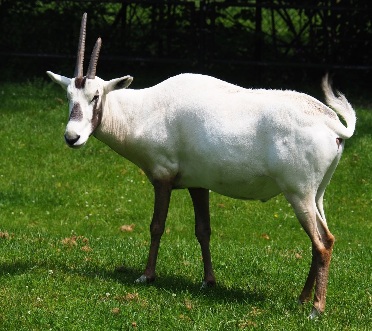 Arabian oryx (Oryx leucoryx), 2019-06-26