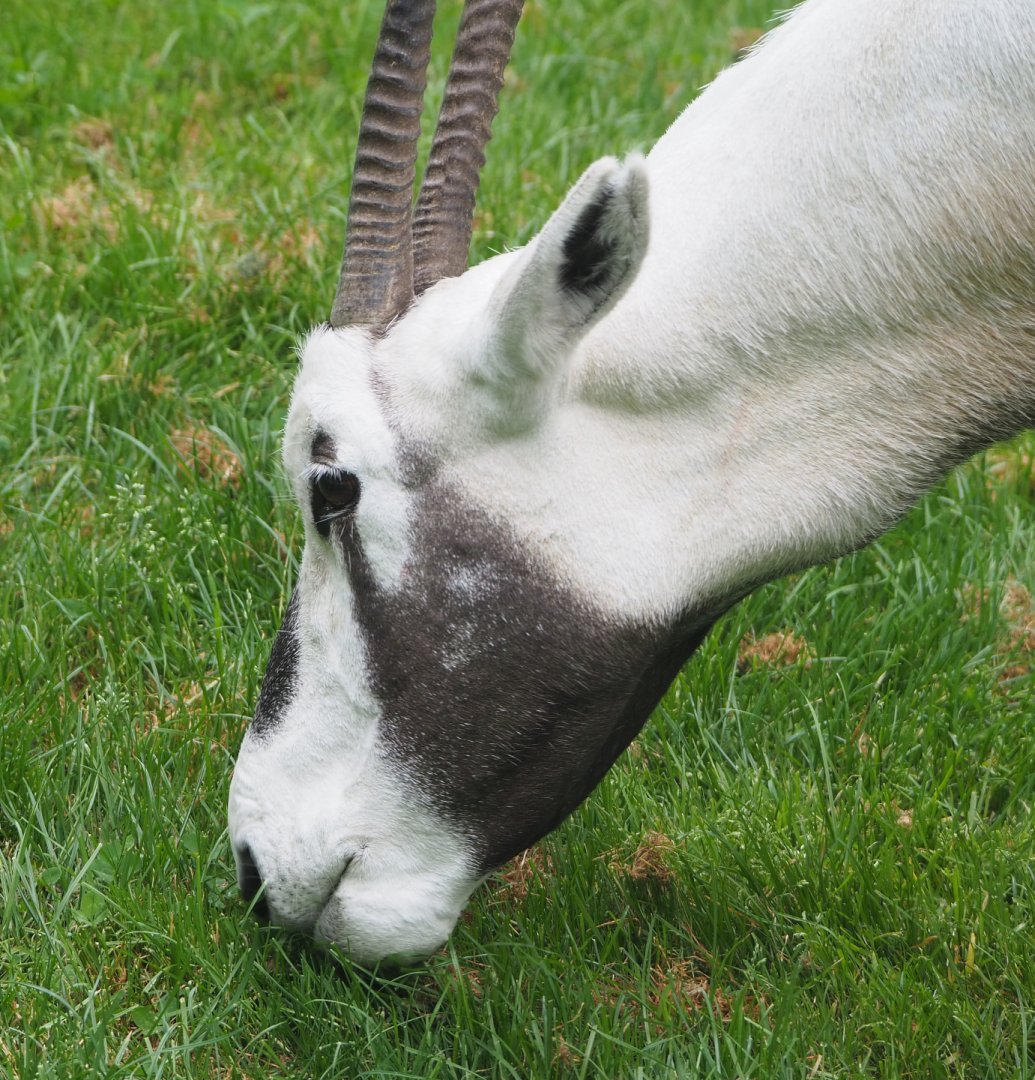 Arabian oryx (Oryx leucoryx), 2020-05-23