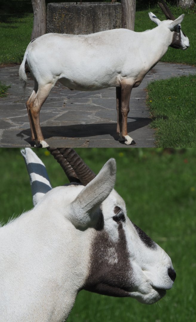 Arabian oryx (Oryx leucoryx), 2020-06-12